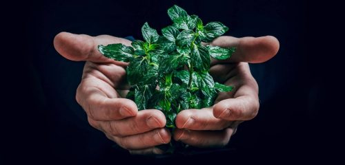 hands with green, depicting green TVET